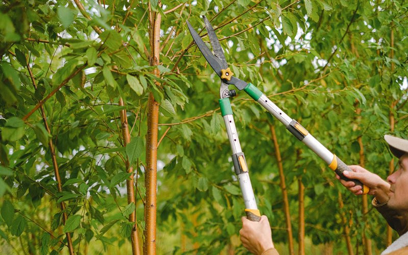 Tree trimming in Hilliards, PA